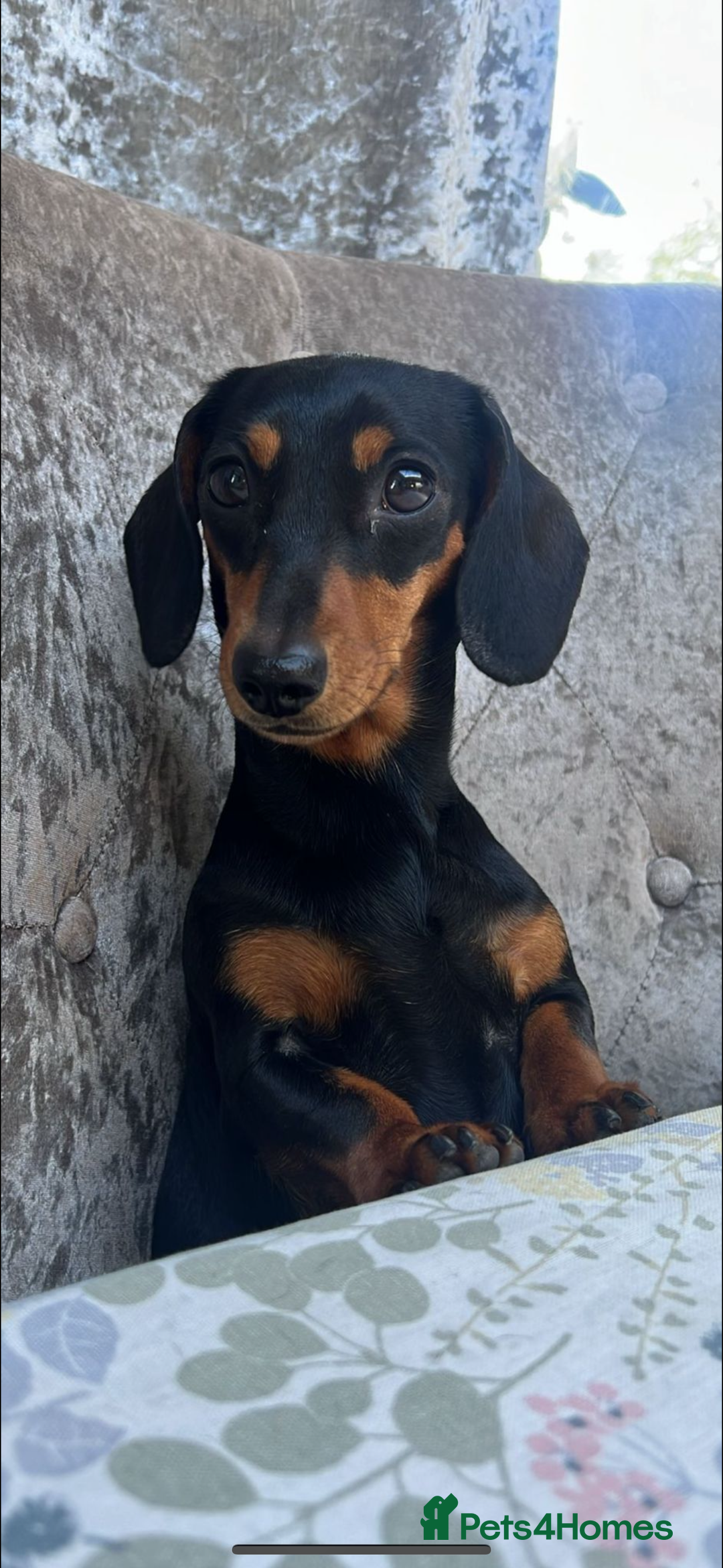 Miniature Dachshund dogs for sale: 2 miniature black and tan dachshund for sale  - Image 6