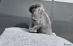 Mini Lop rabbits for sale: Mini Lops Ready to Leave Now! - Image 12
