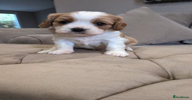 Cavalier King Charles Spaniel dogs - Advert 2