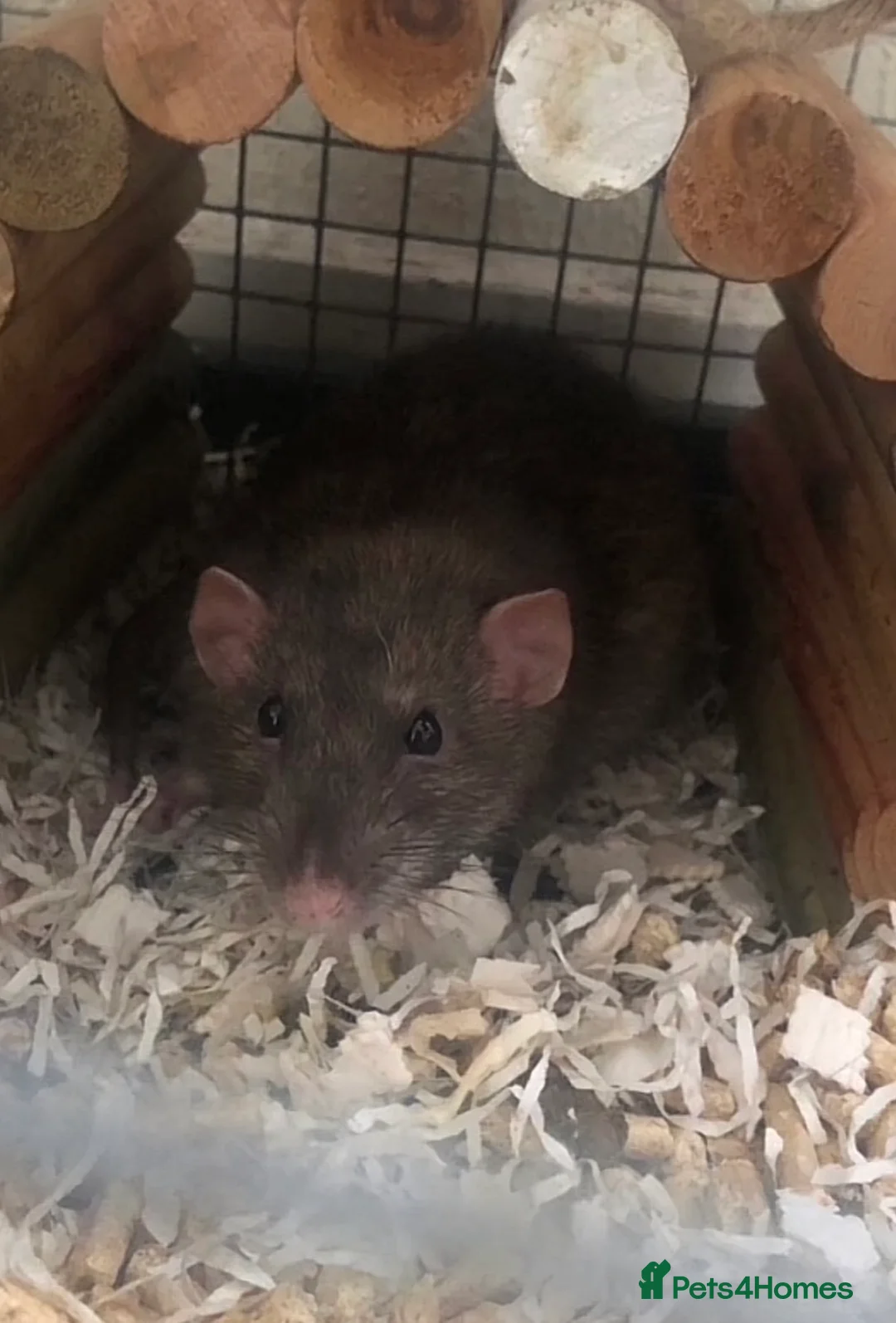 Rat rodents for sale: 3 male 6 months old rats - Advert 2