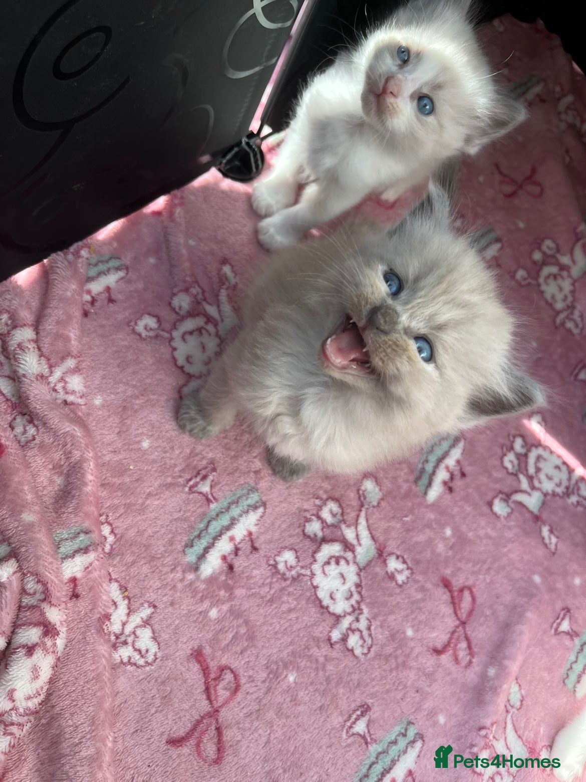 Ragdoll cats Beautiful mink & traditional ragdoll kittens  - Advert 4
