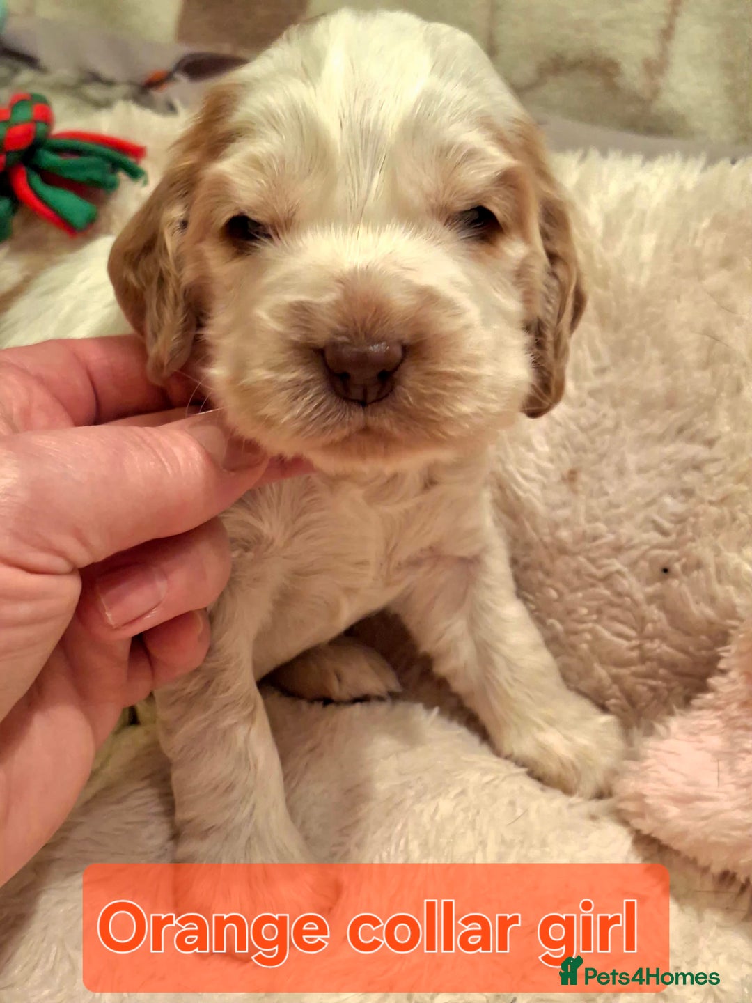 Cocker Spaniel dogs for sale: KC Registered Stunning Show tipe cocker spaniel  - Advert 10