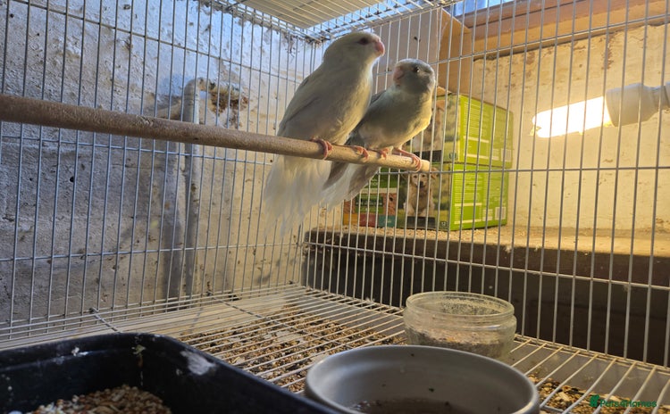 Parakeets birds in Telford - Advert 17