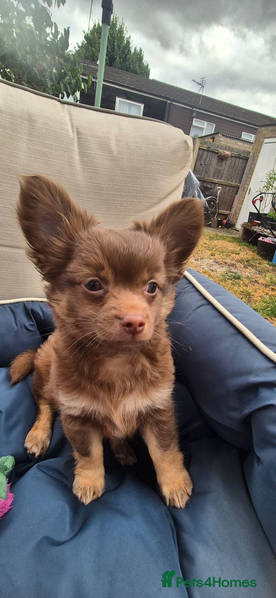 Chihuahua dogs Adorable chi boy  - Advert 7