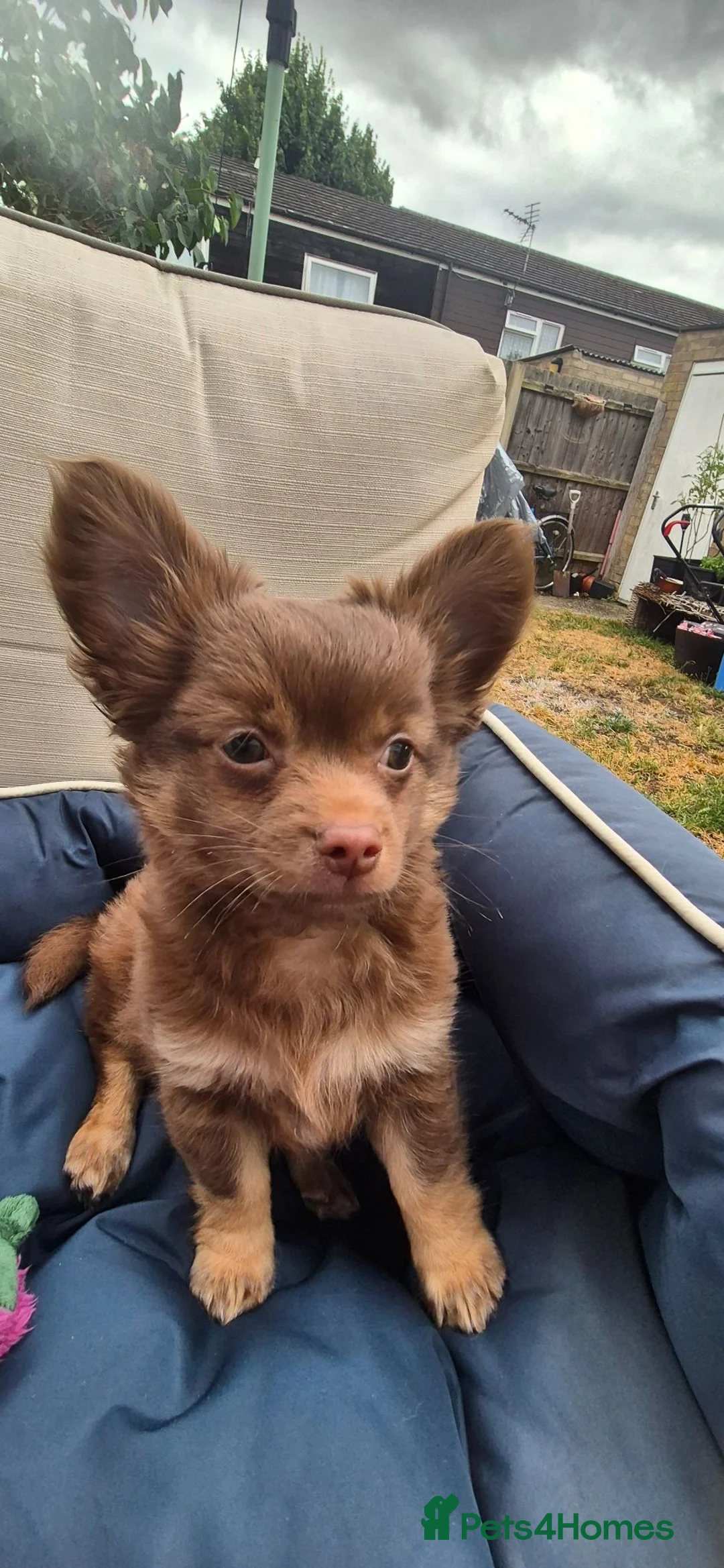 Chihuahua dogs for sale: Adorable chi boy  - Advert 1