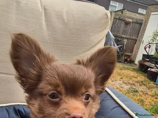 Chihuahua dogs Adorable chi boy - Advert 7