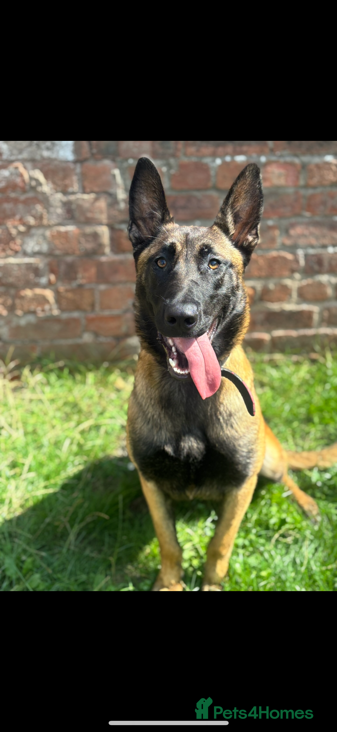 Belgian Shepherd Dog dogs Belgian malinois female 18-20moths old  - Advert 5