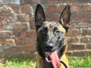 Belgian Shepherd Dog dogs Belgian malinois female 18-20moths old - Advert 9