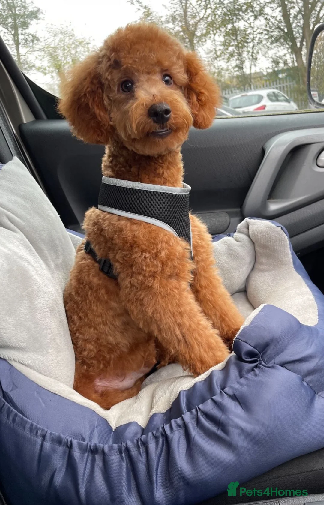 Cavapoo dogs for sale: F1 CAVAPOO PUPPIES  - Advert 2