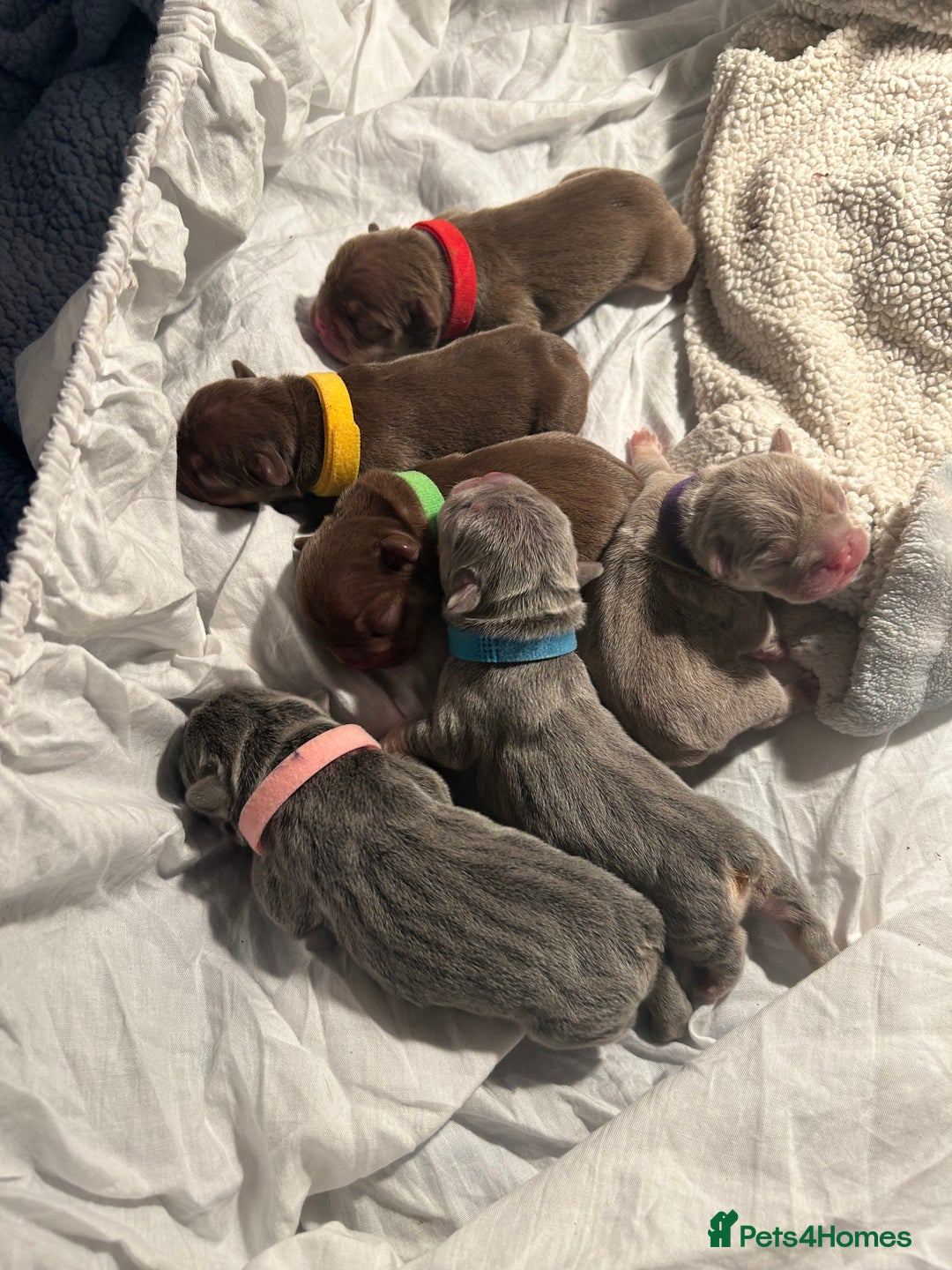French Bulldog dogs for sale: 5* beautiful French bulldogs left ready to go 🏡 - Image 16