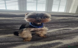 Yorkshire Terrier dogs for stud: Gorgeous tiny black and brown yorkshire terrier  in Hereford - Image 21