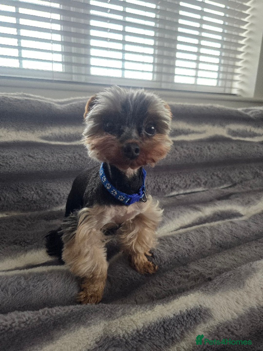 Yorkshire Terrier dogs for stud: Gorgeous tiny black and brown yorkshire terrier  in Hereford - Image 21
