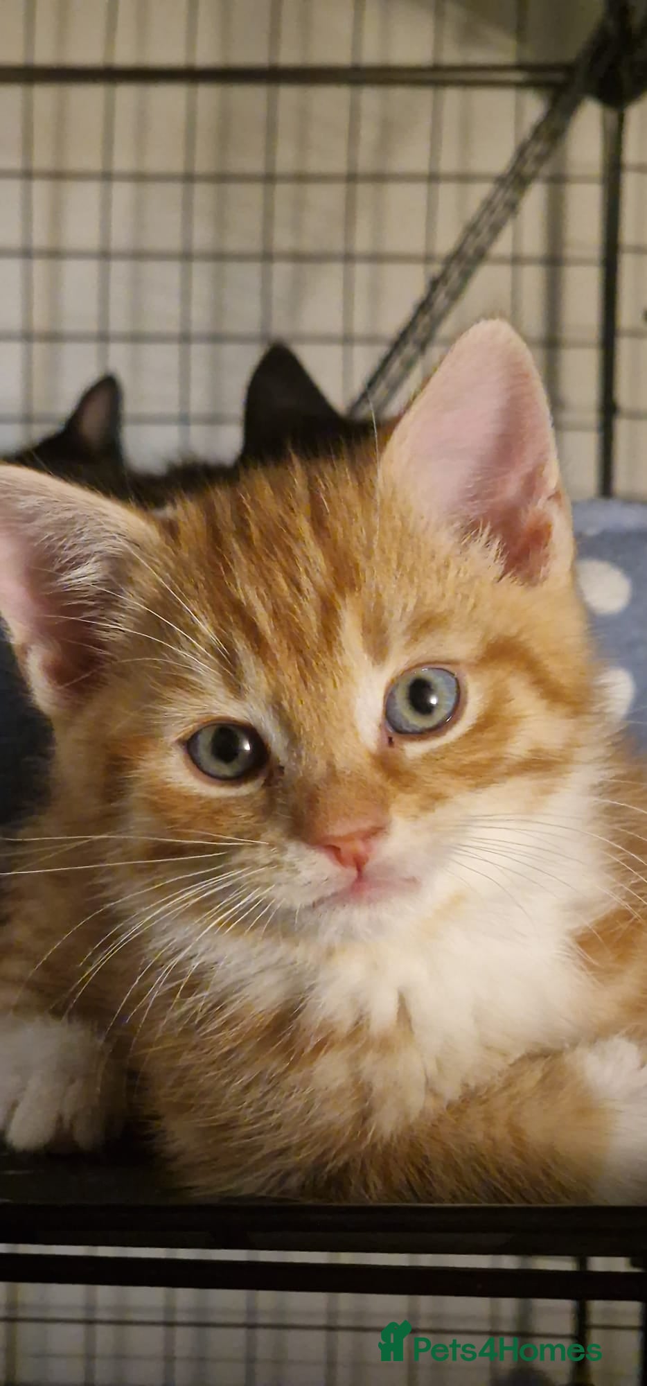 Mixed Breed cats Ginger tuxedo kittens  - Advert 1