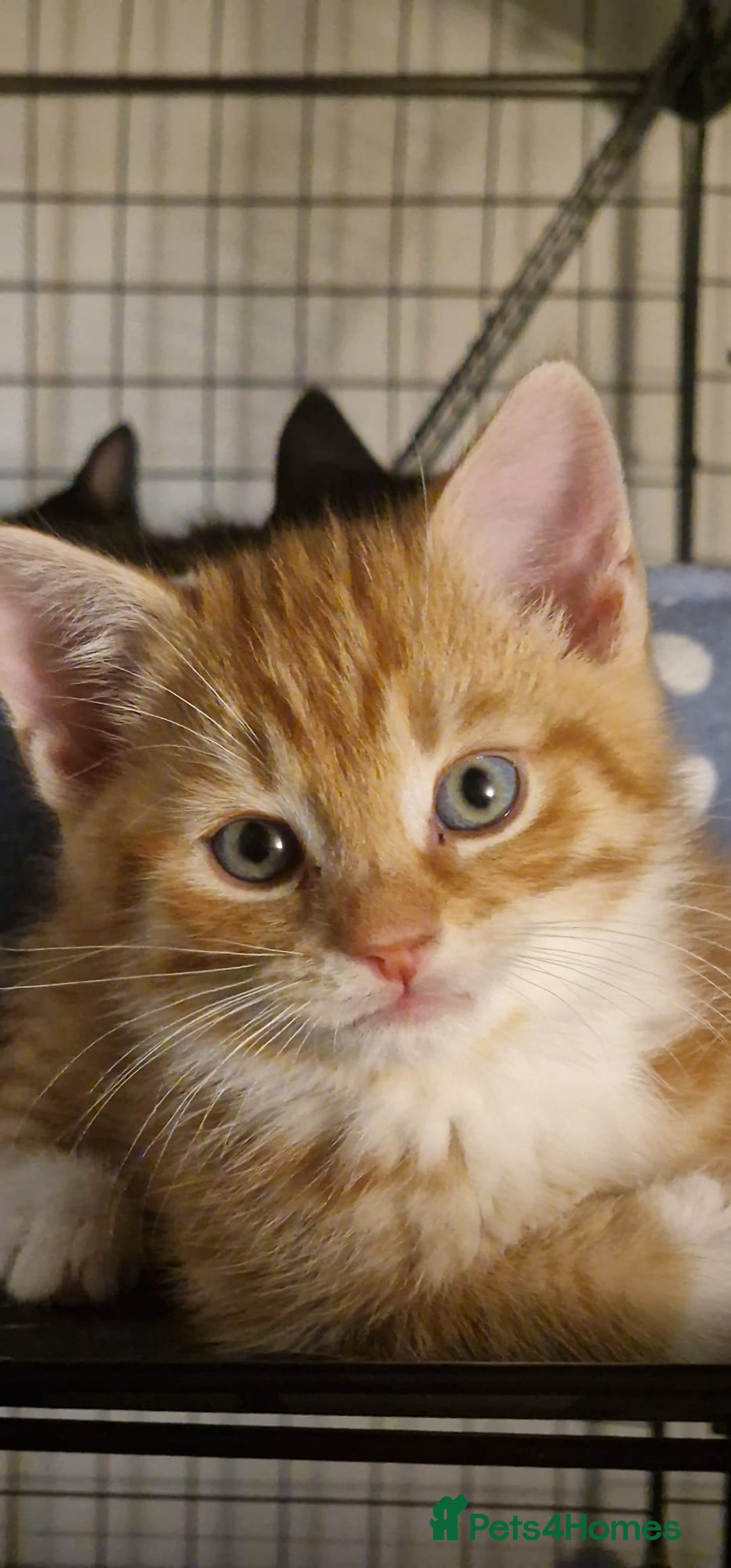 Mixed Breed cats for sale: Ginger tuxedo kittens  - Advert 1