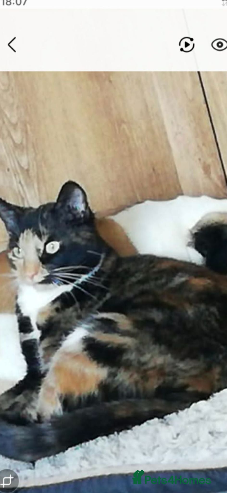 Mixed Breed cats Older female cat  - Advert 2
