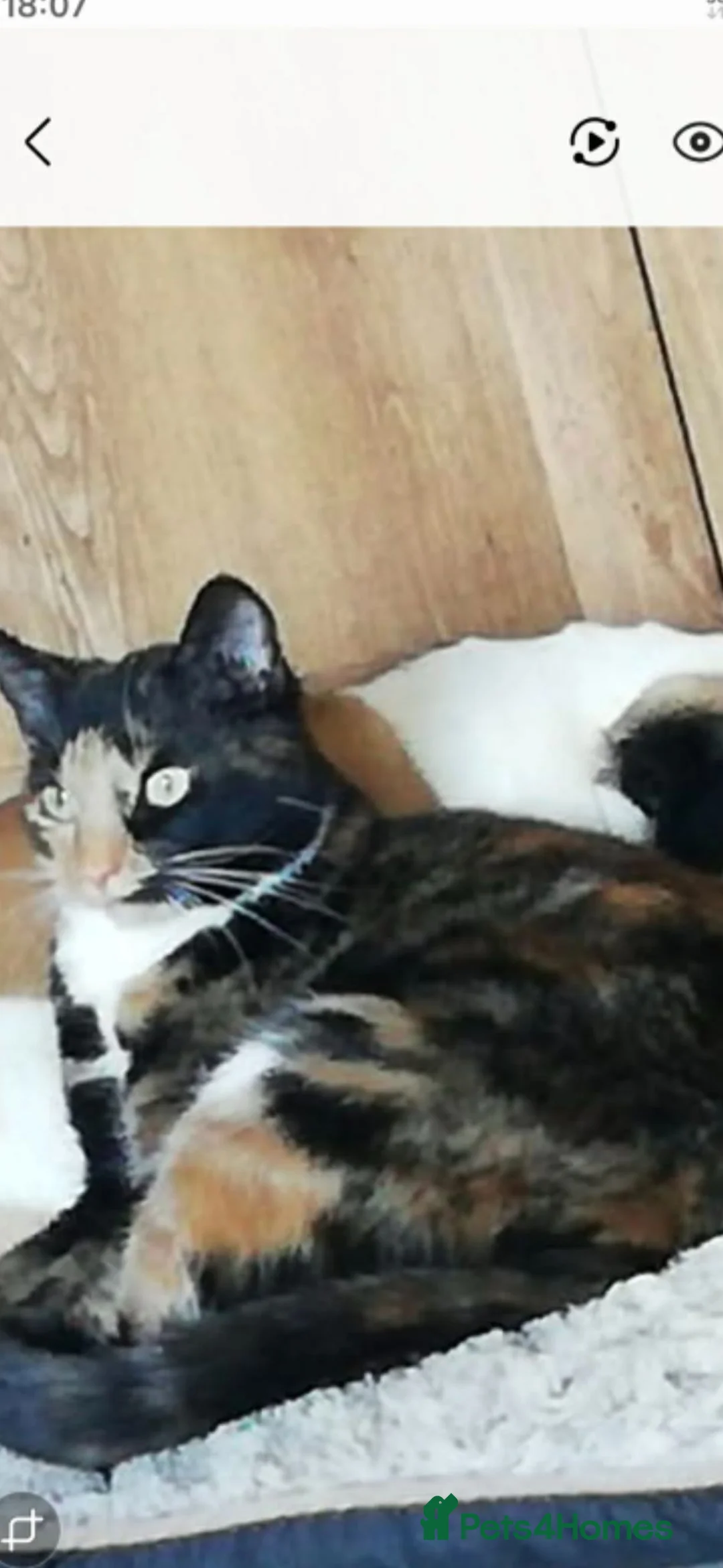 Mixed Breed cats for sale: Older female cat  - Advert 1