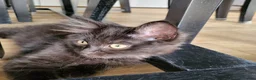 Mixed Breed cats for sale: Beautiful Maine Coon x Ragdoll Kittens for Sale - Advert 9