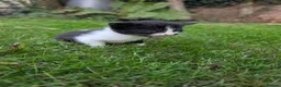 Mixed Breed cats for sale: Georgous Kittens Looking For A New Home - Advert 4