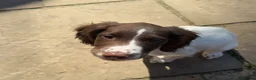 English Springer Spaniel dogs for sale: 14 Week Old Female Springer Spaniel  - Advert 9