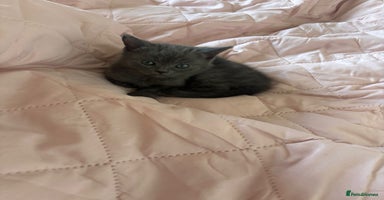 Mixed Breed cats - Advert 3