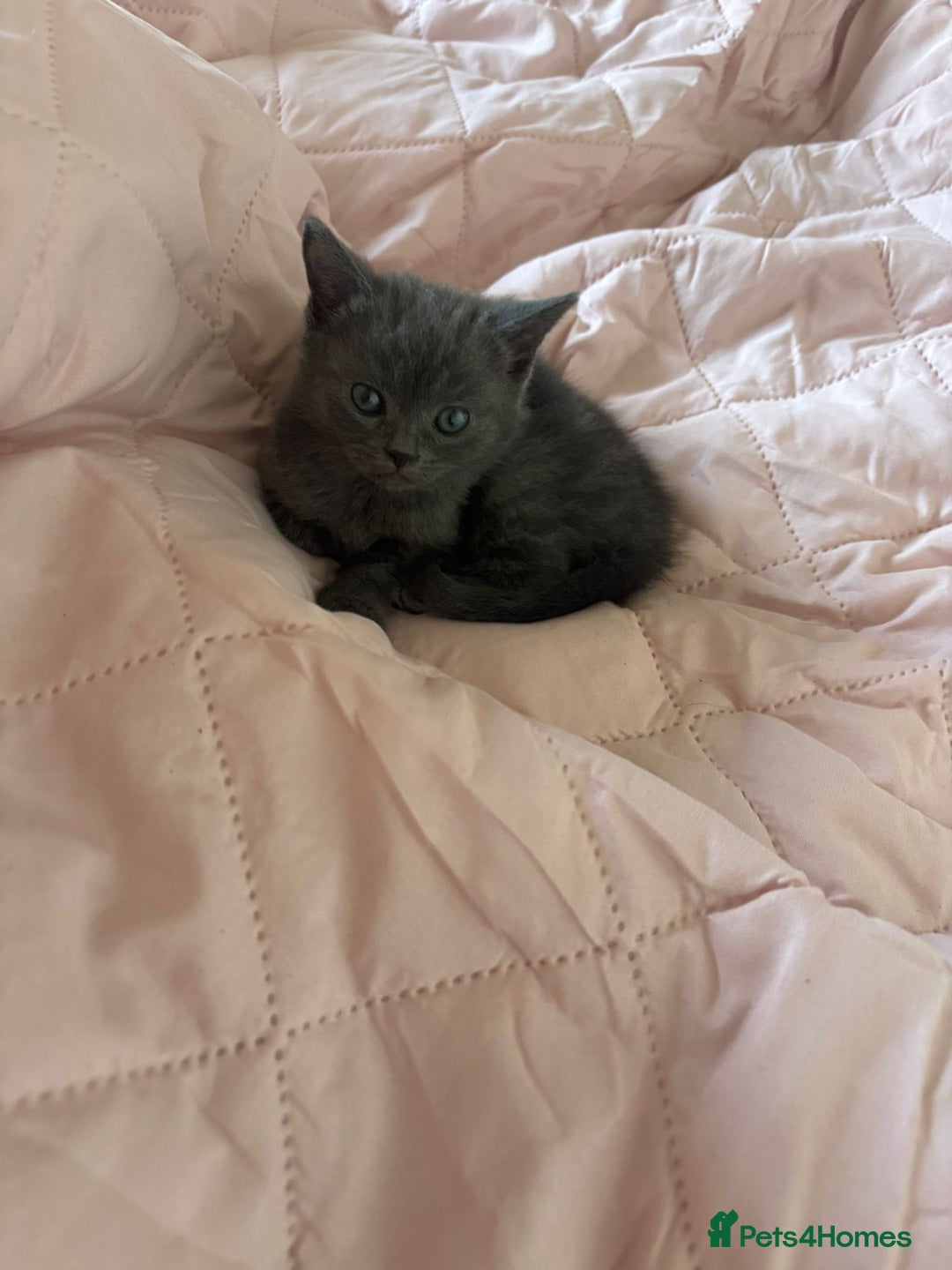 Mixed Breed cats for sale: Kittens for sale - Image 2