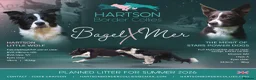 Border Collie dogs for sale: Litter expected June/July 2026 - Advert 1
