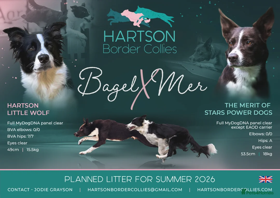 Border Collie dogs for sale: Litter expected June/July 2026 - Advert 1