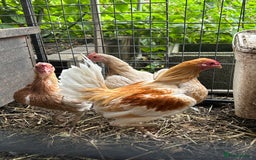 Chickens poultry for sale: Old English game bantams  - Image 2