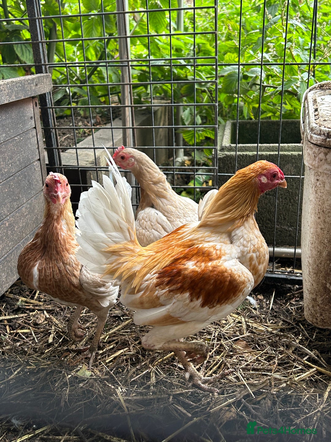 Chickens poultry for sale: Old English game bantams  - Image 2