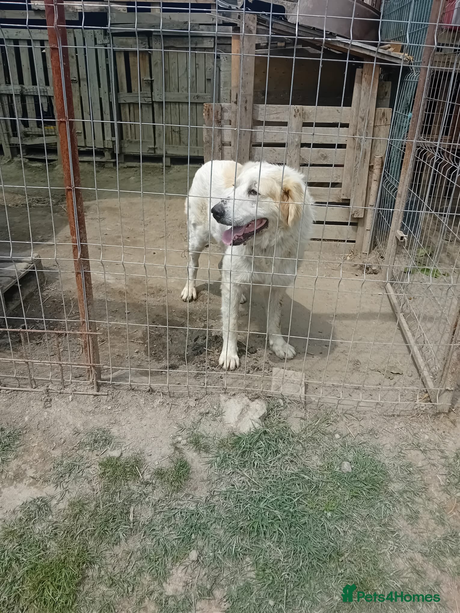 Mixed Breed dogs RAFFI, a Gentle Giant Looking for His Loving Home - Advert 2