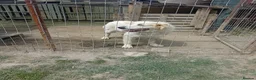 Mixed Breed dogs for adoption: RAFFI, a Gentle Giant Looking for His Loving Home - Advert 2