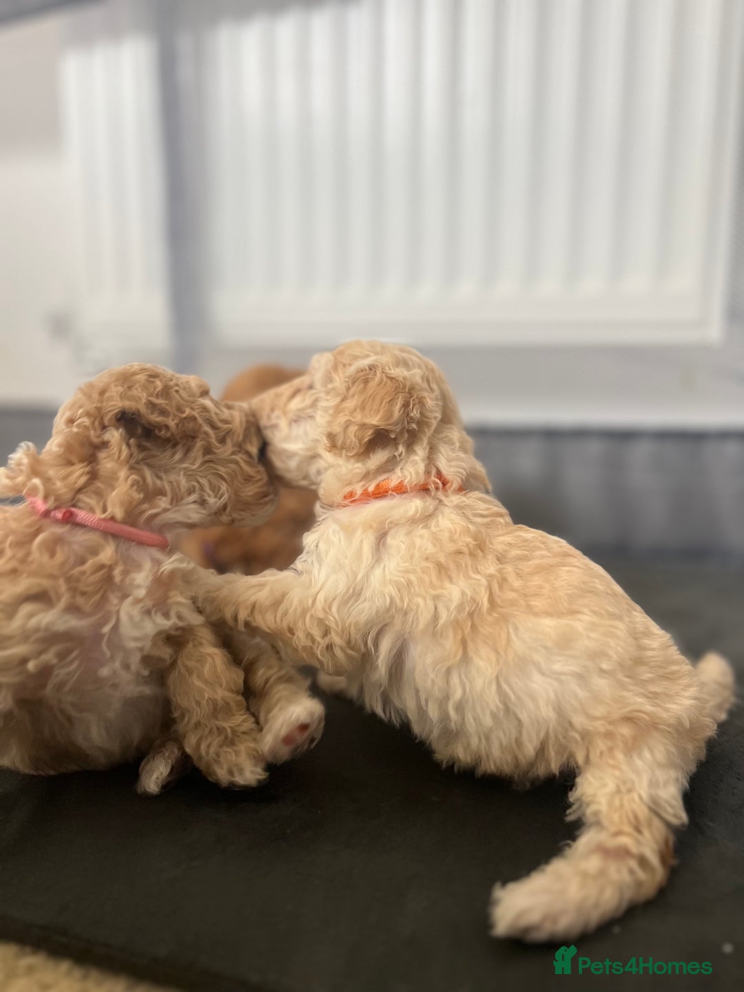 Mixed Breed dogs for sale: Cockapoochon Puppies.  - Image 25