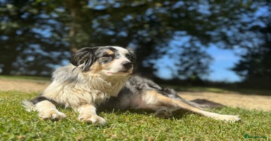 Border Collie dogs - Advert 14