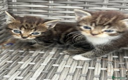 Mixed Breed cats for sale: Kittens  in Bognor Regis - Image 2