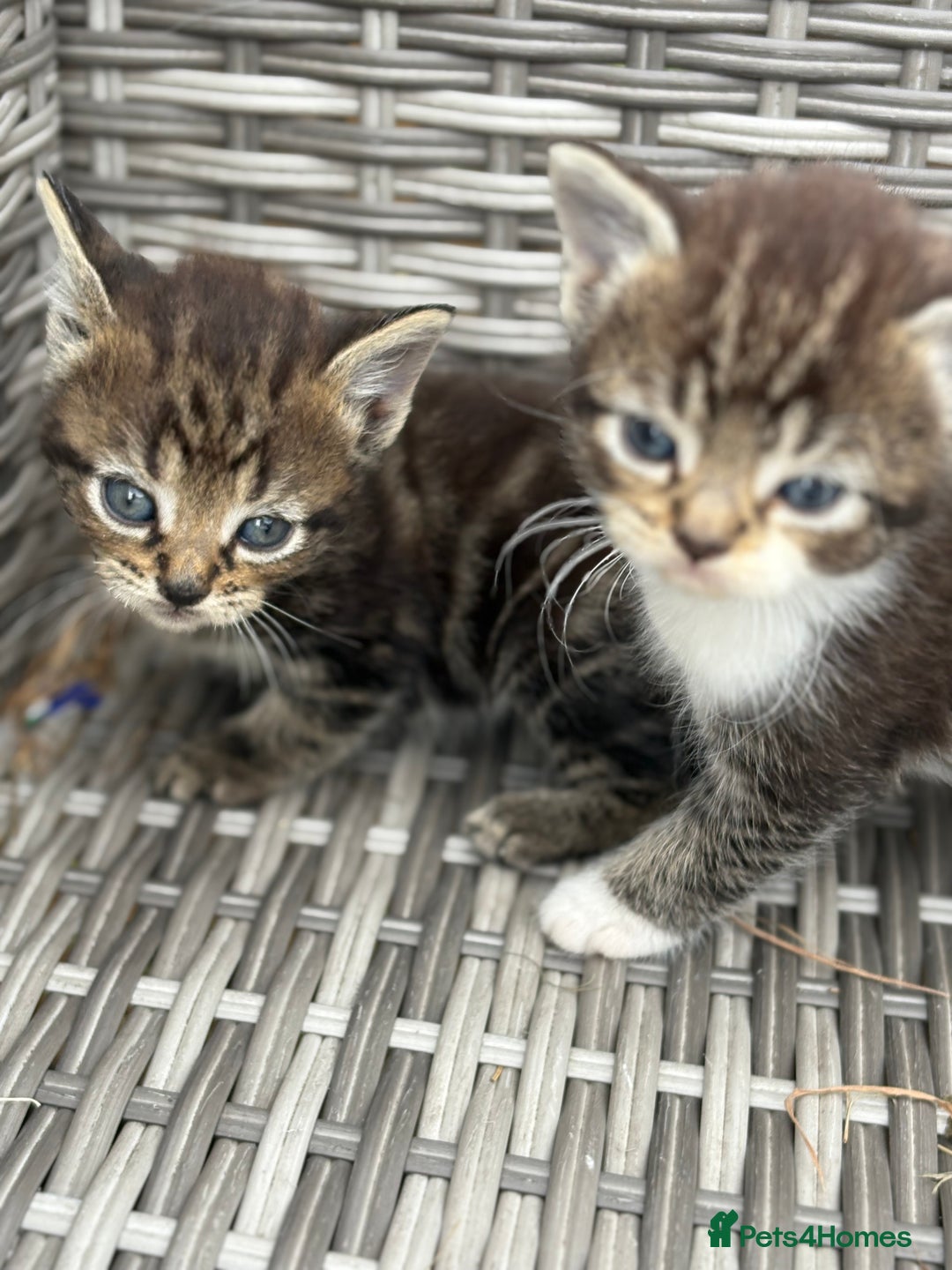 Mixed Breed cats for sale: Kittens  in Bognor Regis - Image 2