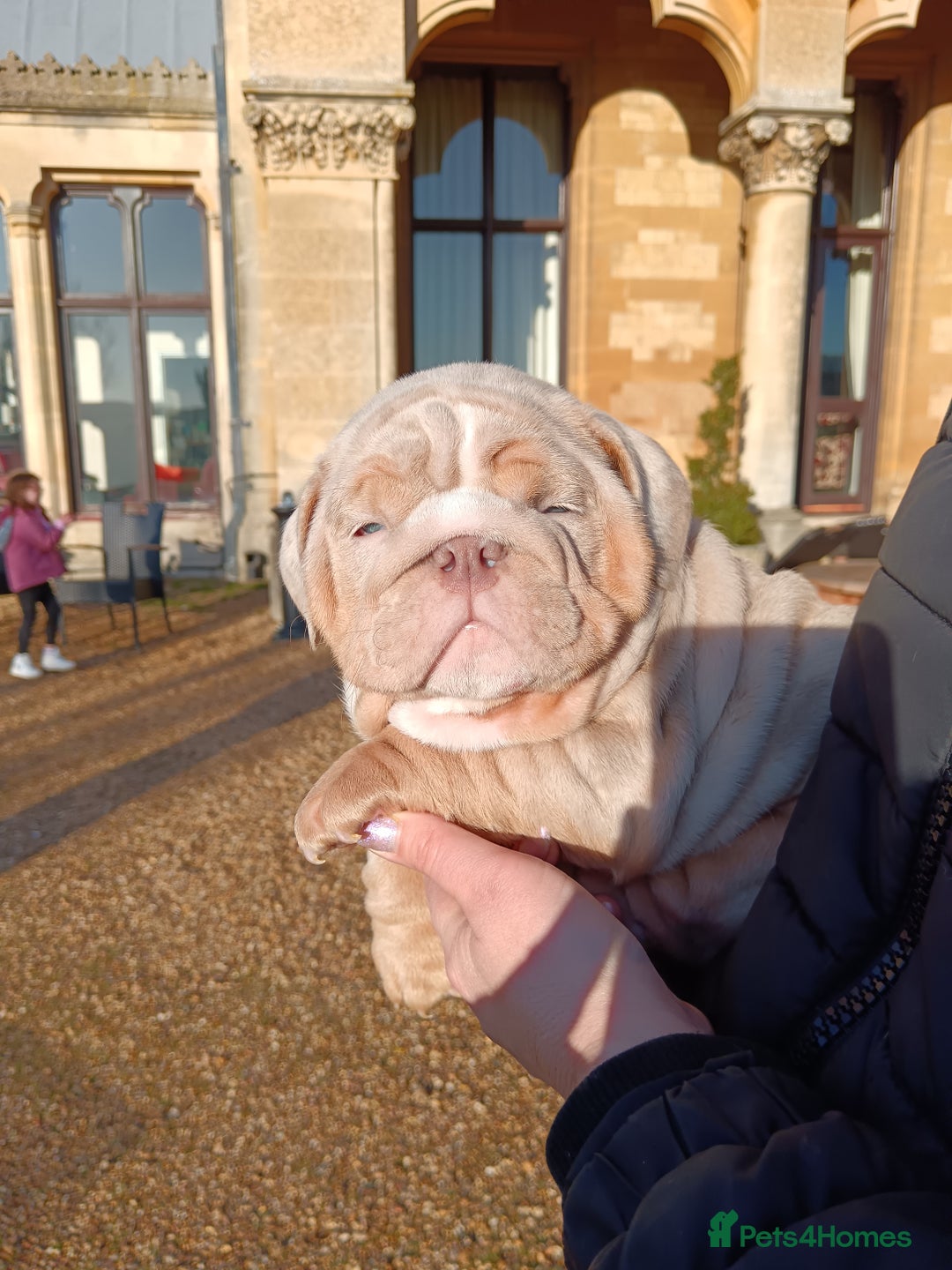 English Bulldog dogs for sale: 2 stunning males from the world famous Mr muscle  - Advert 5