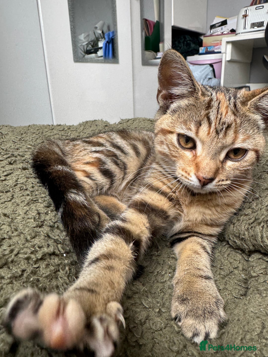 Mixed Breed cats for sale: 3 female kittens for sale - Image 2