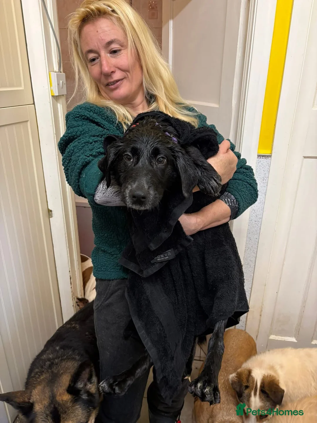 Mixed Breed dogs for adoption: Nicole - Norwich Norfolk  - Advert 1