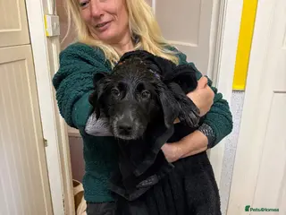 Mixed Breed dogs for adoption: Nicole - Norwich Norfolk - Advert 1