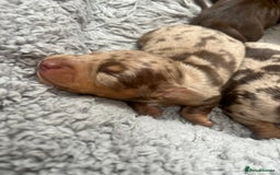 Miniature Dachshund dogs for sale: Smooth Miniature Dachshund Puppies  - Image 5