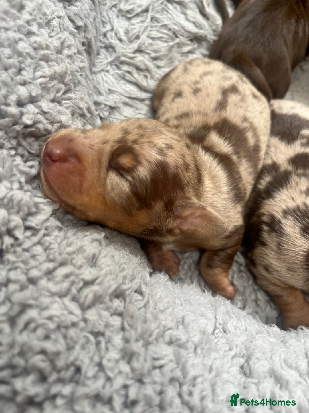 Miniature Dachshund dogs for sale: Smooth Miniature Dachshund Puppies  - Image 5