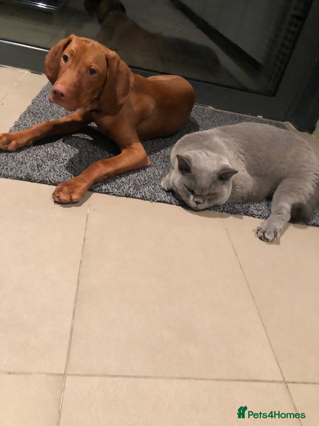 British Shorthair cats for sale: Beautiful Adult British Shorthair Male - Image 11