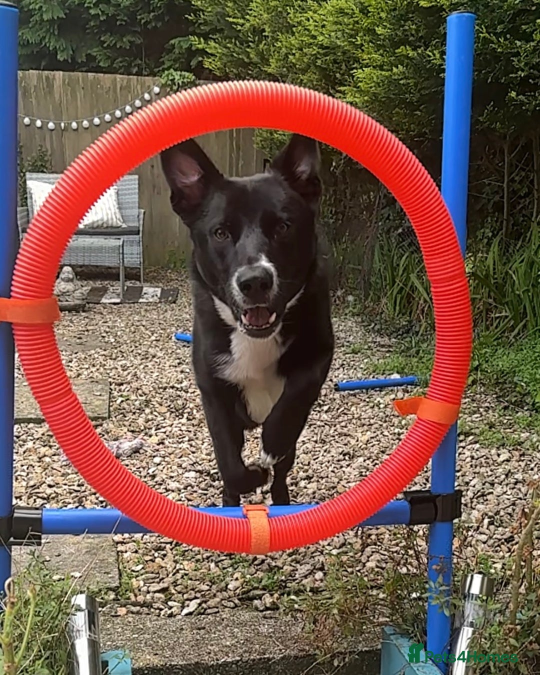 Mixed Breed dogs for sale: Home needed - 14 month old German Shepherd Collie  - Image 4