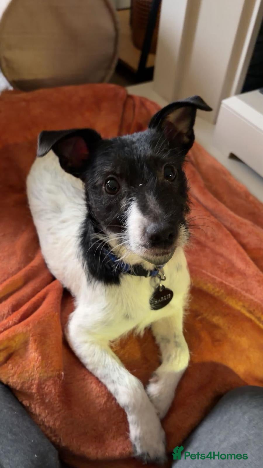 Jack Russell dogs 10 month Jack Russell  - Advert 5