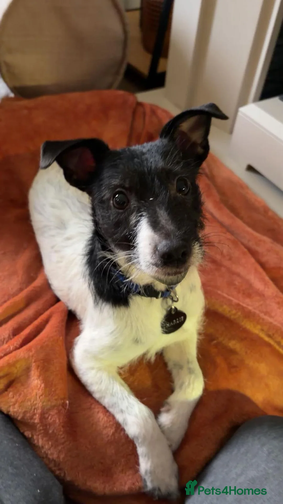 Jack Russell dogs for sale: 10 month Jack Russell  - Advert 1