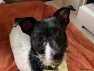 Jack Russell dogs 10 month Jack Russell - Advert 5