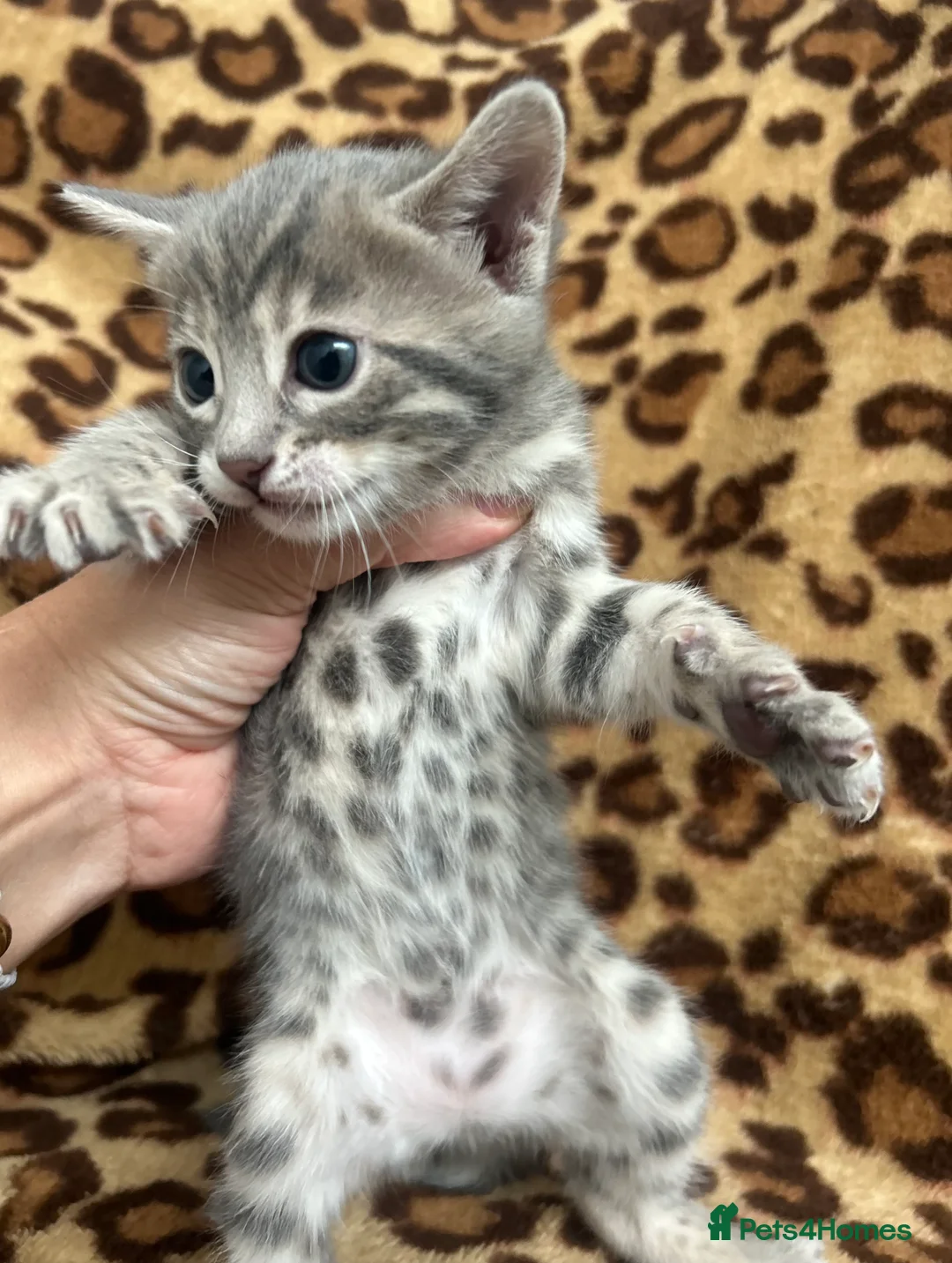 Bengal cats for sale: Beautiful Litter of Bengal Kittens - TICA Reg - Advert 31