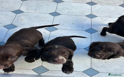 Cocker Spaniel dogs for sale: Cocker spaniel puppy’s  - Image 8