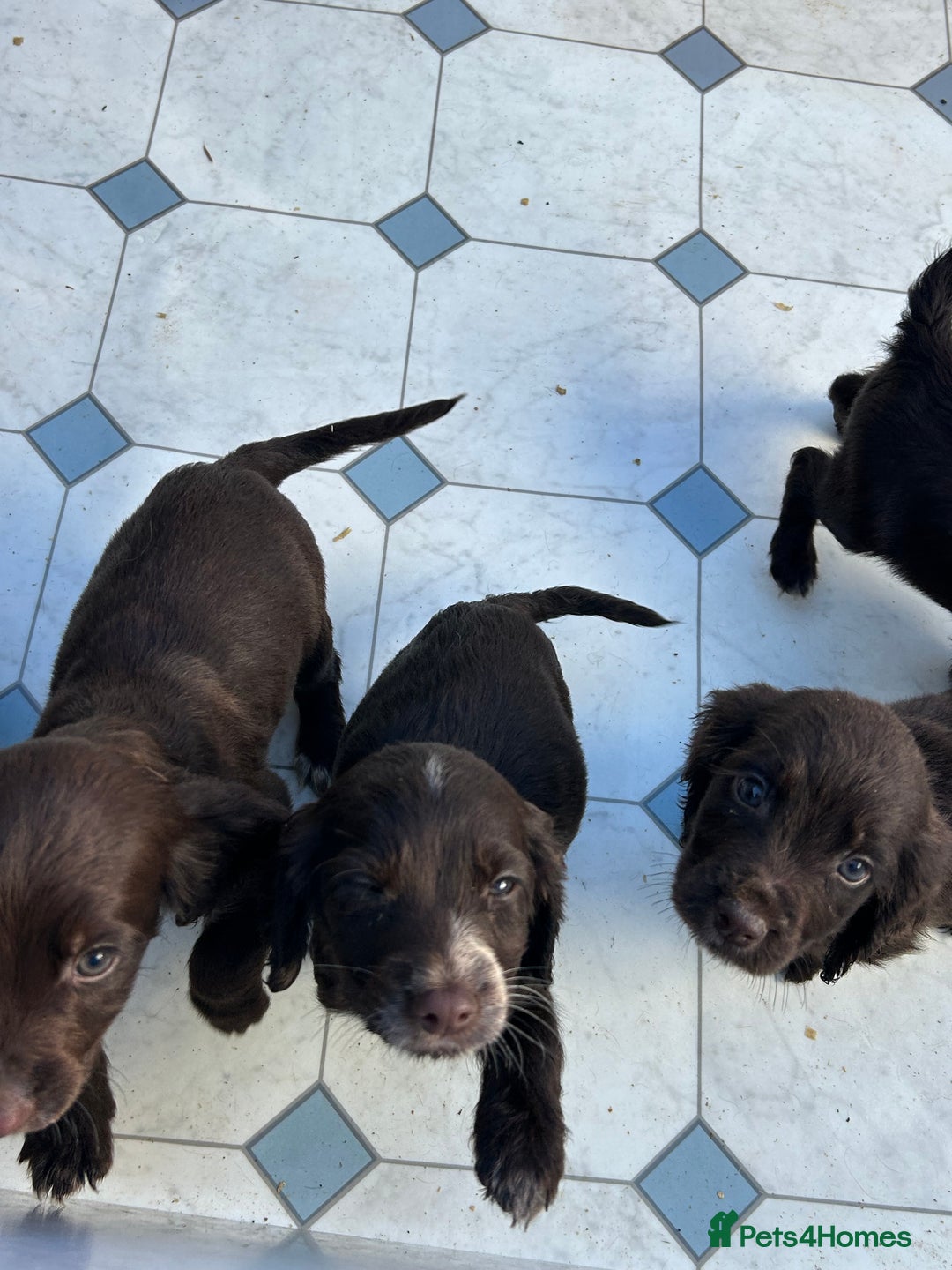 Cocker Spaniel dogs for sale: Cocker spaniel puppy’s  - Image 8