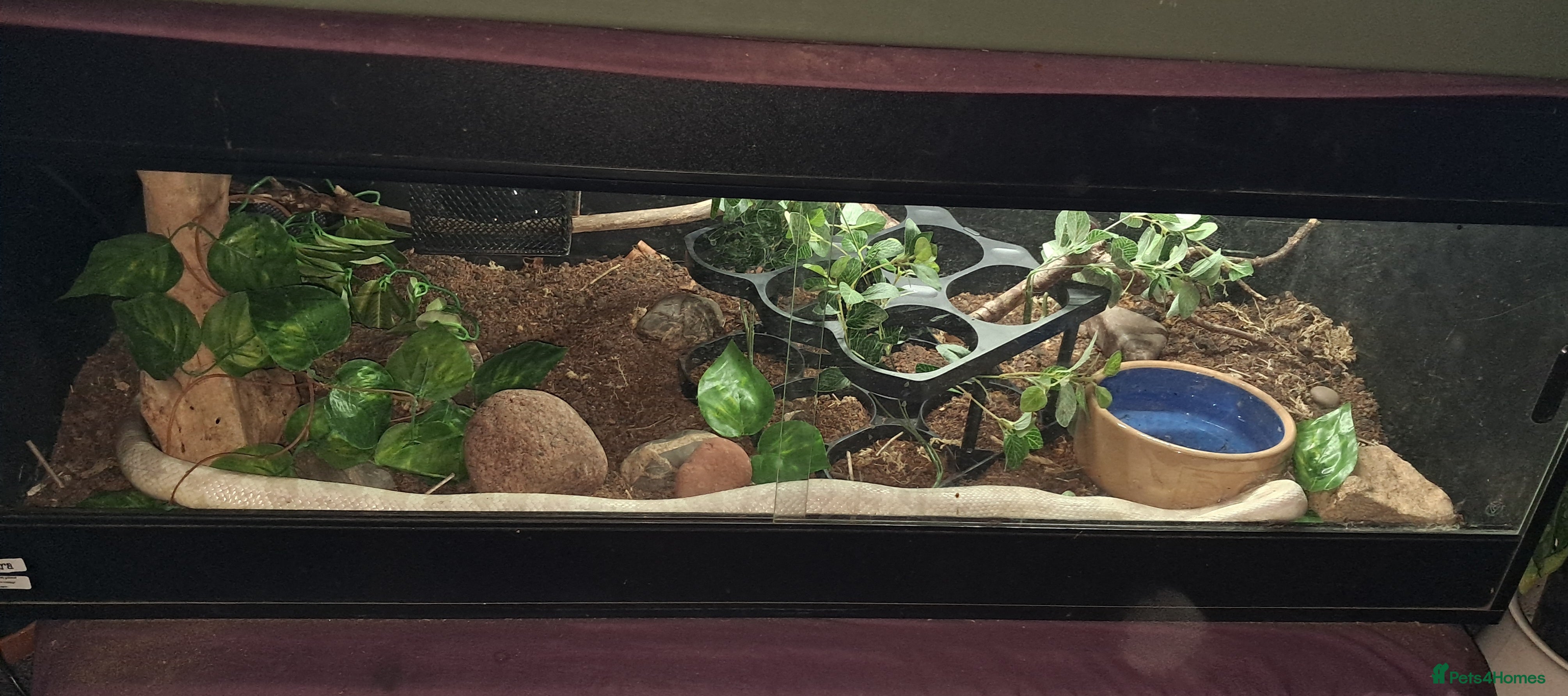 Corn Snake reptiles Stunning female corn snake, vivarium & accessories - Advert 1